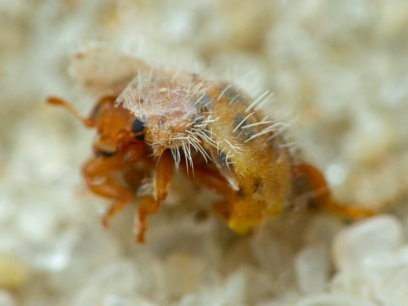 Subcoccinella vigintiquatuorpunctata (Linnaeus, 1758)